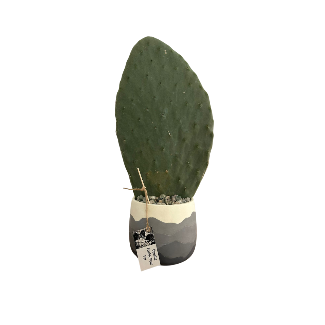 PRICKLEY PEAR POT